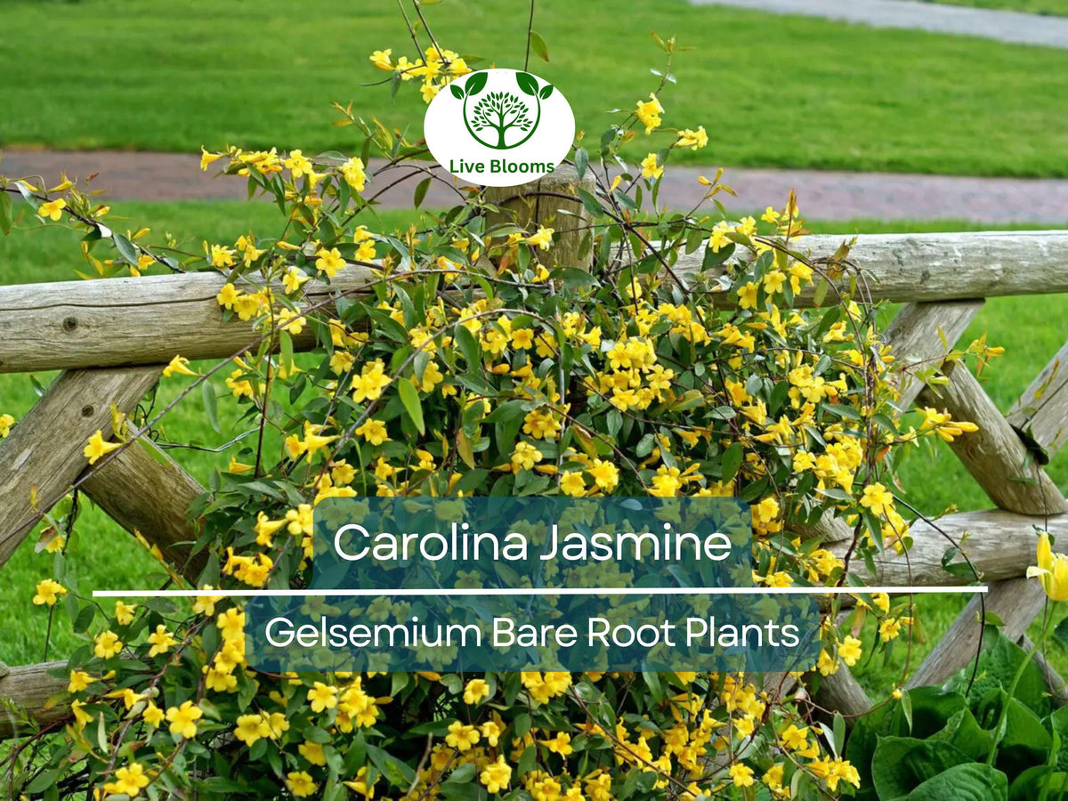 Redventure Celery Seeds - 150 Seeds - Open-Pollinated Vegetable - Apium graveolens - Home Gardening Essentials