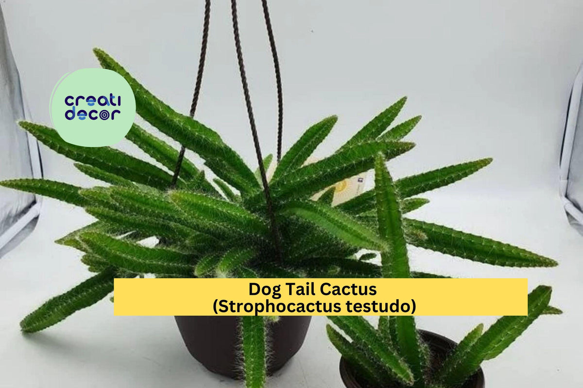Christmas Cactus Starter Plant - Miss Shimano - Schlumbergera Truncata - Well-Rooted Indoor Cactus for Holiday Decor