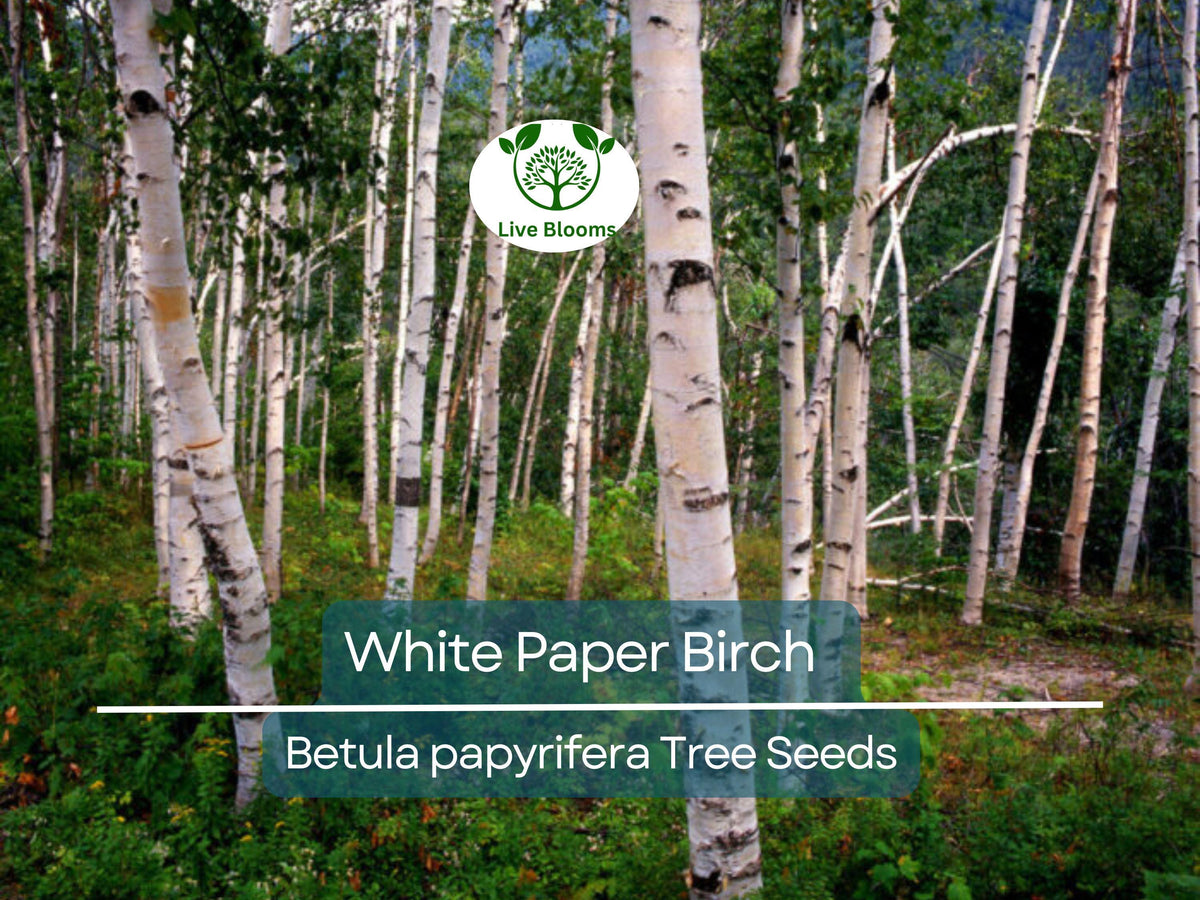 50 White Paper Birch Tree Seeds - Fast-Growing Betula papyrifera for Landscaping, Wildlife Habitat & Aesthetic Appeal