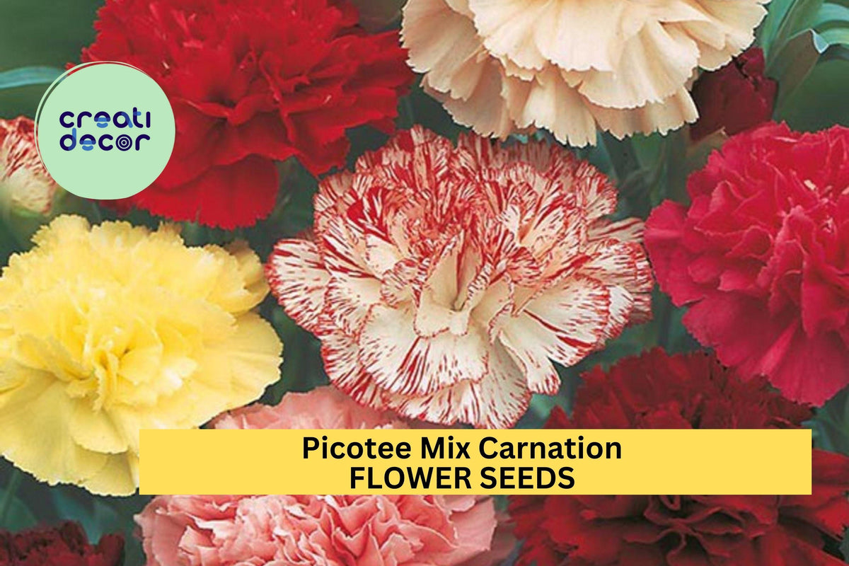 Christmas Cactus Starter Plant - Miss Shimano - Schlumbergera Truncata - Well-Rooted Indoor Cactus for Holiday Decor