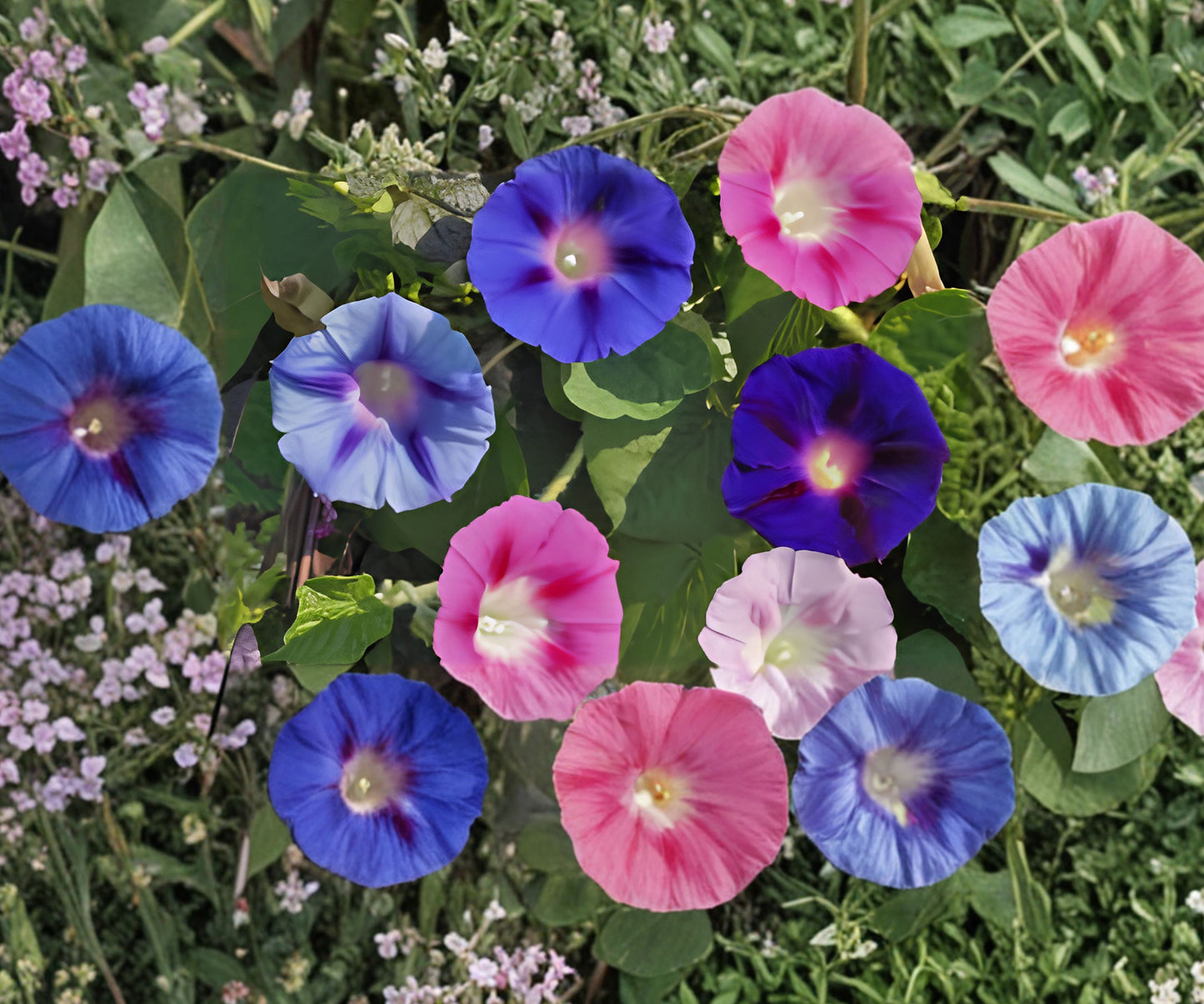 Morning Glory Climbing Vine Seeds - 100 Seeds Packet - Colorful Flowers - Ipomoea purpurea