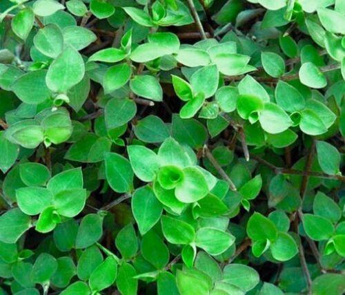 20 Unrooted Cuttings Dwarf Wandering Jew | Callisia repens | Mini Trailing Plant for Terrariums & Hanging Baskets
