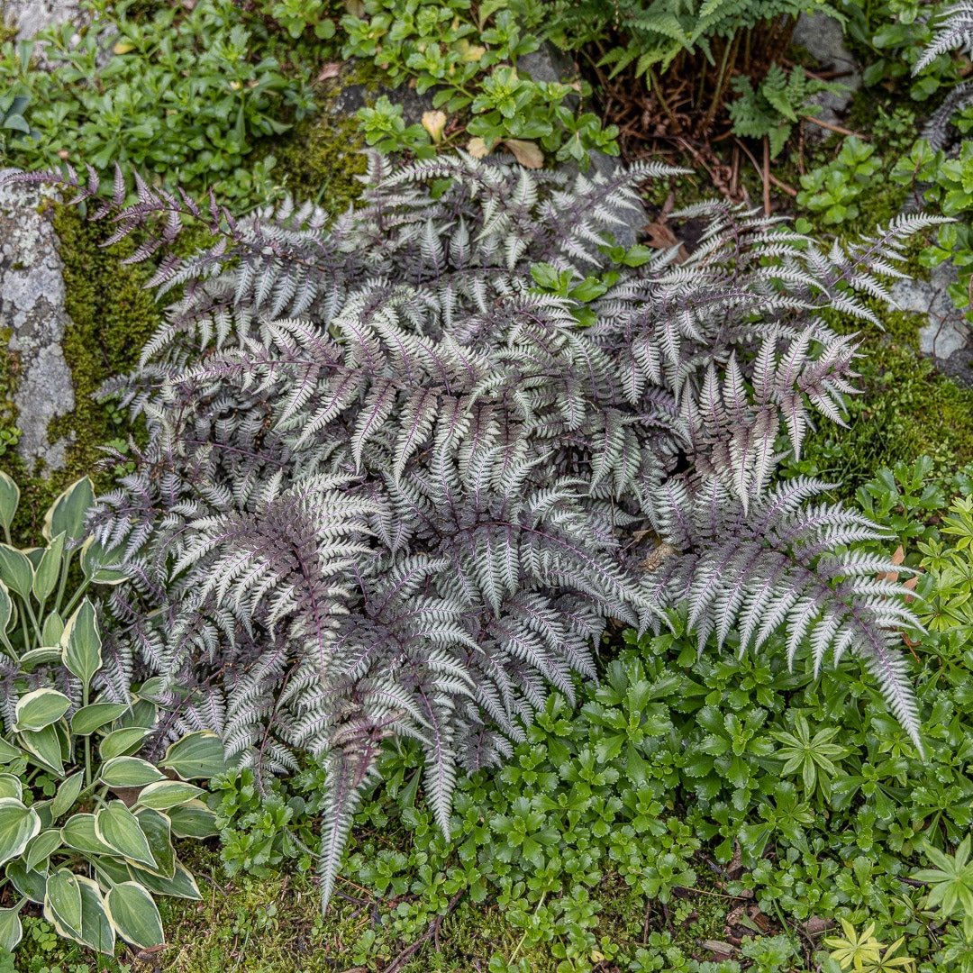 Live Japanese Painted Fern - 1 Pint Pot - Silver Foliage - Athyrium niponicum - Hardy Perennial for Shade Gardens
