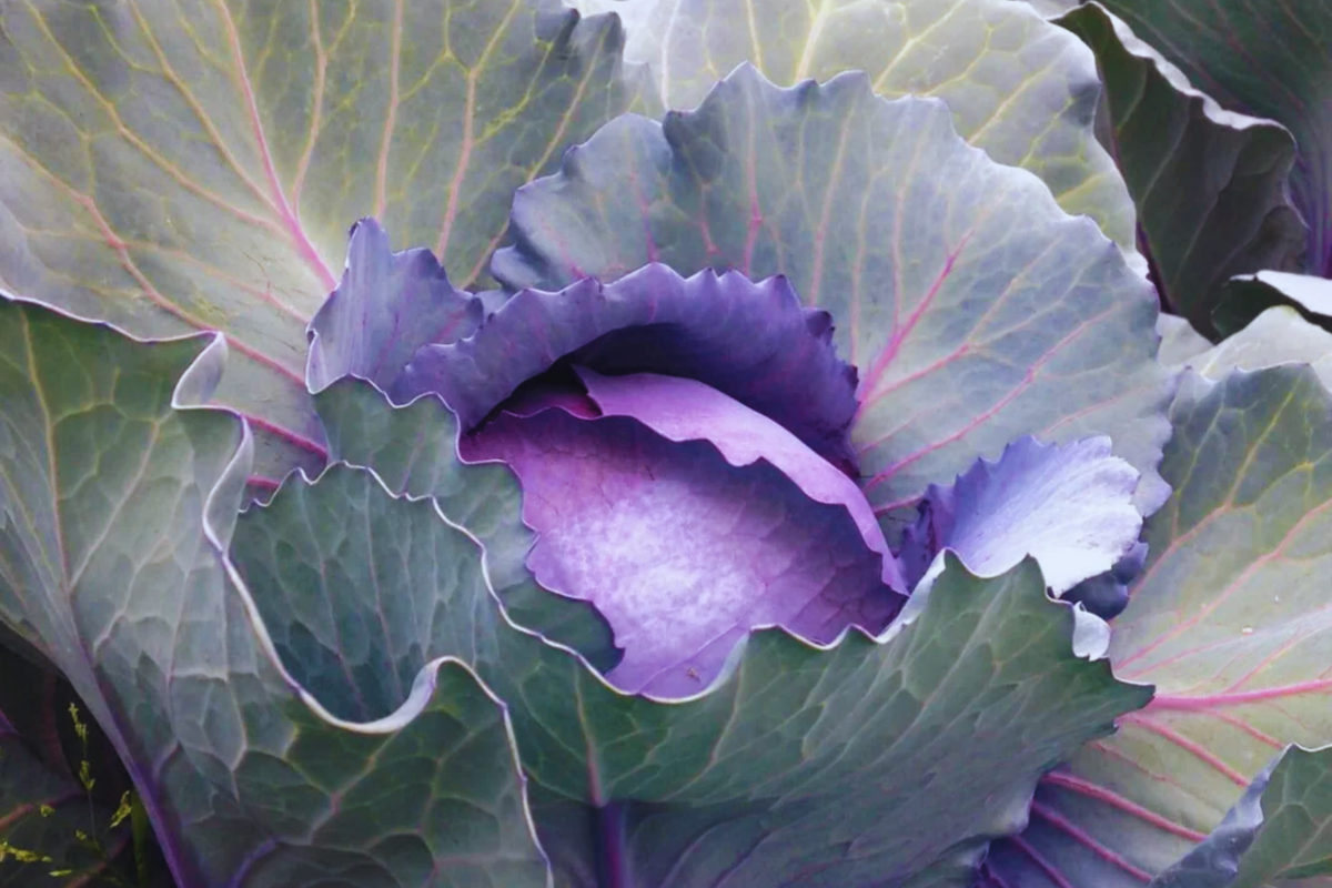 Red Acre Cabbage Seeds - 100 Non-GMO Heirloom Seeds - Brassica oleracea var. capitata - Compact Red-Purple Cabbage Variety