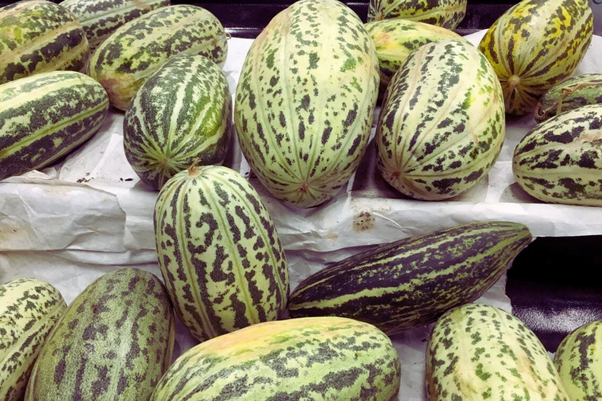 Fragrant Musk Melon Seeds - Dua Gang Thai Muskmelon - Heirloom Quality - Cucumis melo - Ideal for Home Gardening