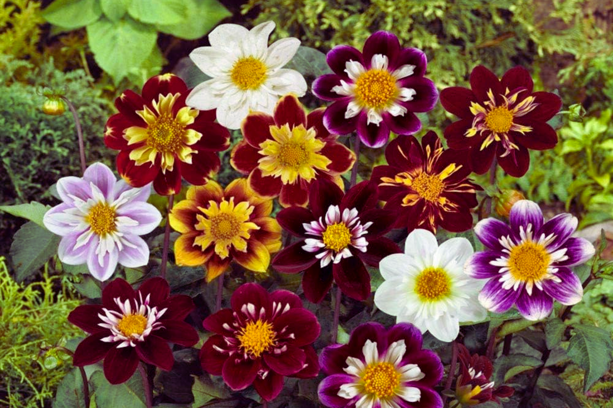 Dahlia Seeds - Dandy Mix - Colorful Flower Seeds - Dahlia variabilis - Vibrant Blooms for Garden Planting