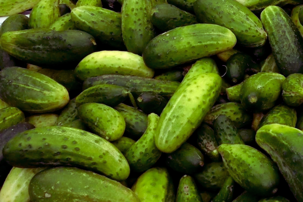 Boston Pickling Cucumber Seeds 2g Non-GMO Cucumis sativus for Home Gardening, Ideal for Pickling and Salads