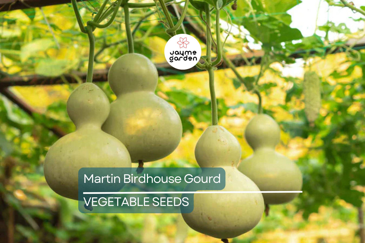 Christmas Cactus Starter Plant - Miss Shimano - Schlumbergera Truncata - Well-Rooted Indoor Cactus for Holiday Decor