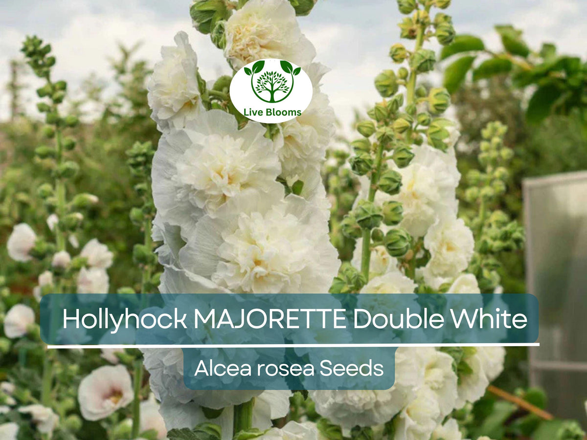 Hollyhock Seeds 50 Count Majorette Double White Alcea rosea Dwarf Biennial Non-GMO Elegant Blooms for Memory Garden