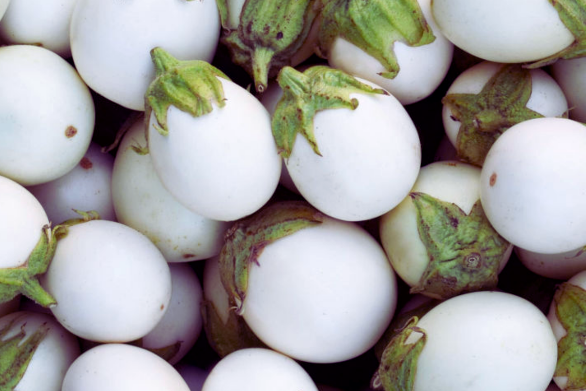 Small White Eggplant Seeds, Thai Variety, Solanum melongena, Pack of 25 - Unique Vegetable Seeds for Home Garden