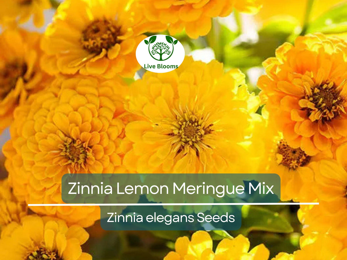 Zinnia Seeds 100 Count Lemon Meringue Mix Non-GMO Bright Yellow Flowers Pollinator Friendly Annuals for Garden Planting