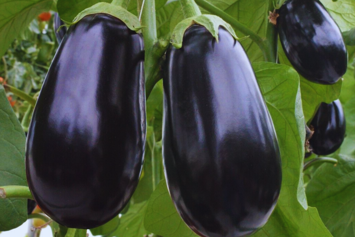 Black Round Eggplant Seeds | Non-GMO Heirloom Variety | Solanum melongena | Ideal for Container Gardening