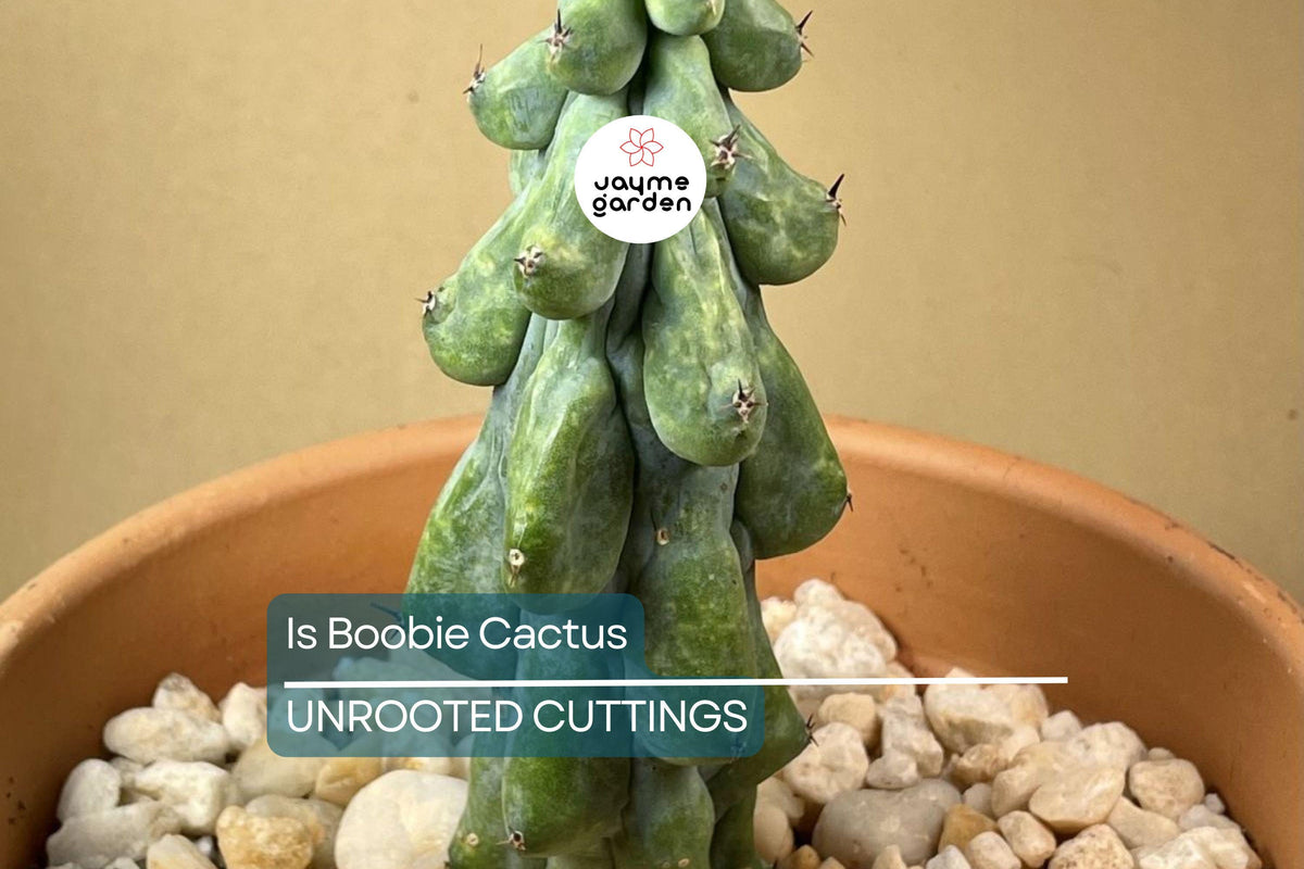 Christmas Cactus Starter Plant - Miss Shimano - Schlumbergera Truncata - Well-Rooted Indoor Cactus for Holiday Decor