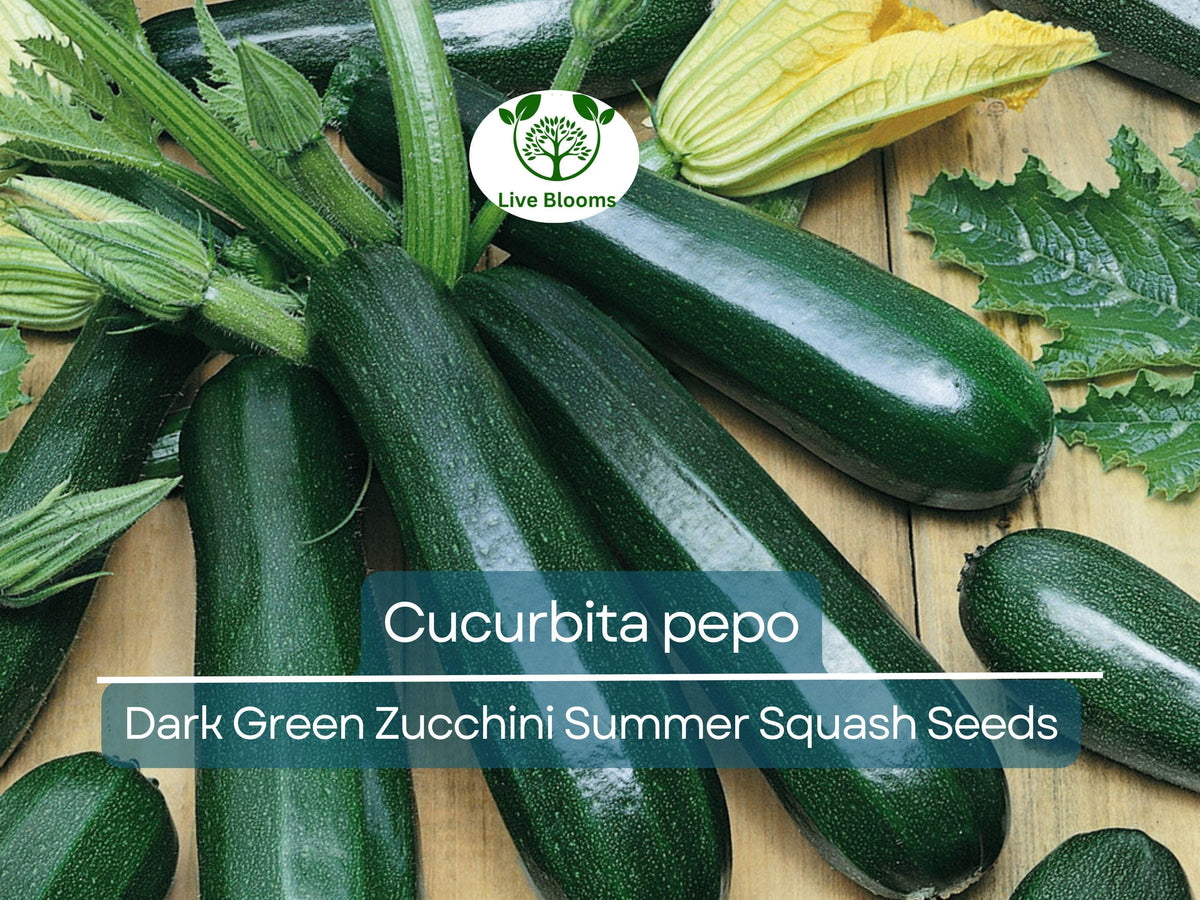 Dark Green Zucchini Seeds 1 Gram - High-Yield Summer Squash (Cucurbita pepo) for Planting & Gardening