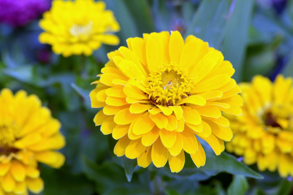 Canary Bird Zinnia Seeds | Non-GMO | Bright Yellow Flowers | Attracts Bees & Butterflies | Zinnia elegans
