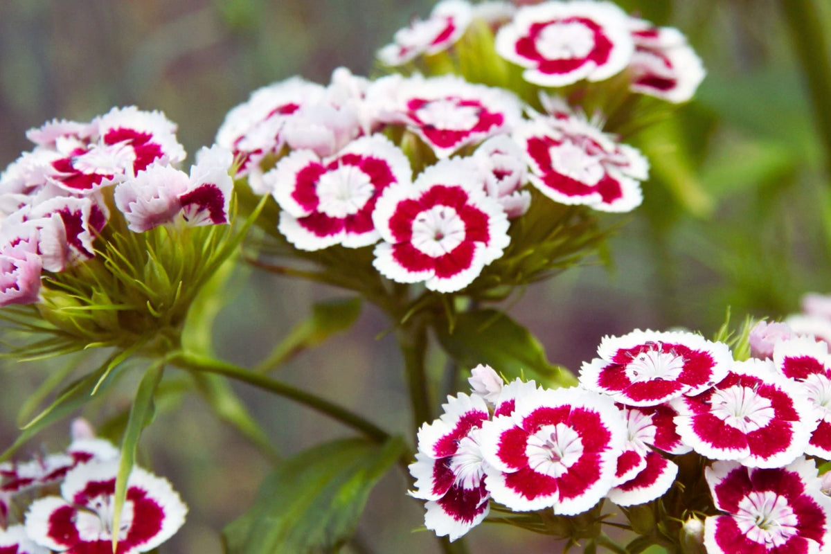 Sweet William Seeds | Dwarf Mix Color Flower Seeds | Dianthus barbatus | Ideal for Borders & Containers