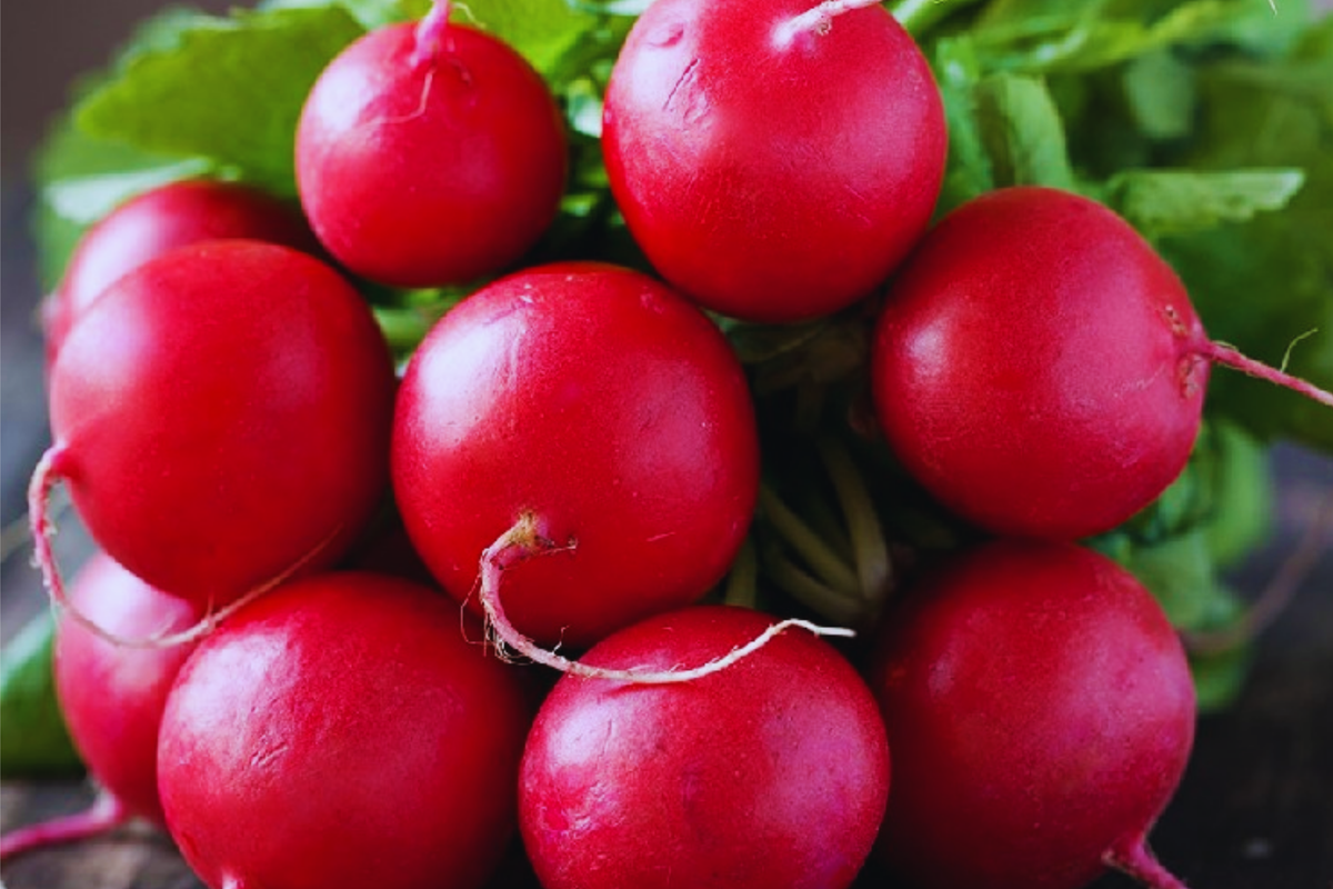 Crimson Giant Radish Seeds - Big Round Red Vegetable Seeds - Raphanus sativus - Fast-Growing, Easy to Grow for Containers
