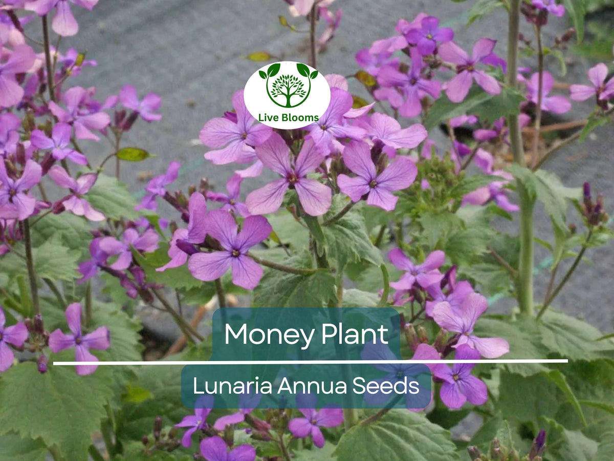 100 Money Plant Seeds - Lunaria annua - Violet Blooms & Silver Pods - Non-GMO Honesty Plant for Dried Flower Arrangements