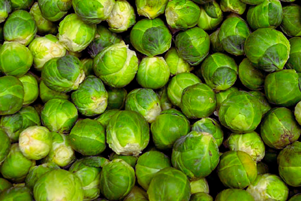 Brussels Sprouts Seeds | Long Island Improved Variety | Vegetable Seeds | Brassica oleracea var. gemmifera | Non-GMO