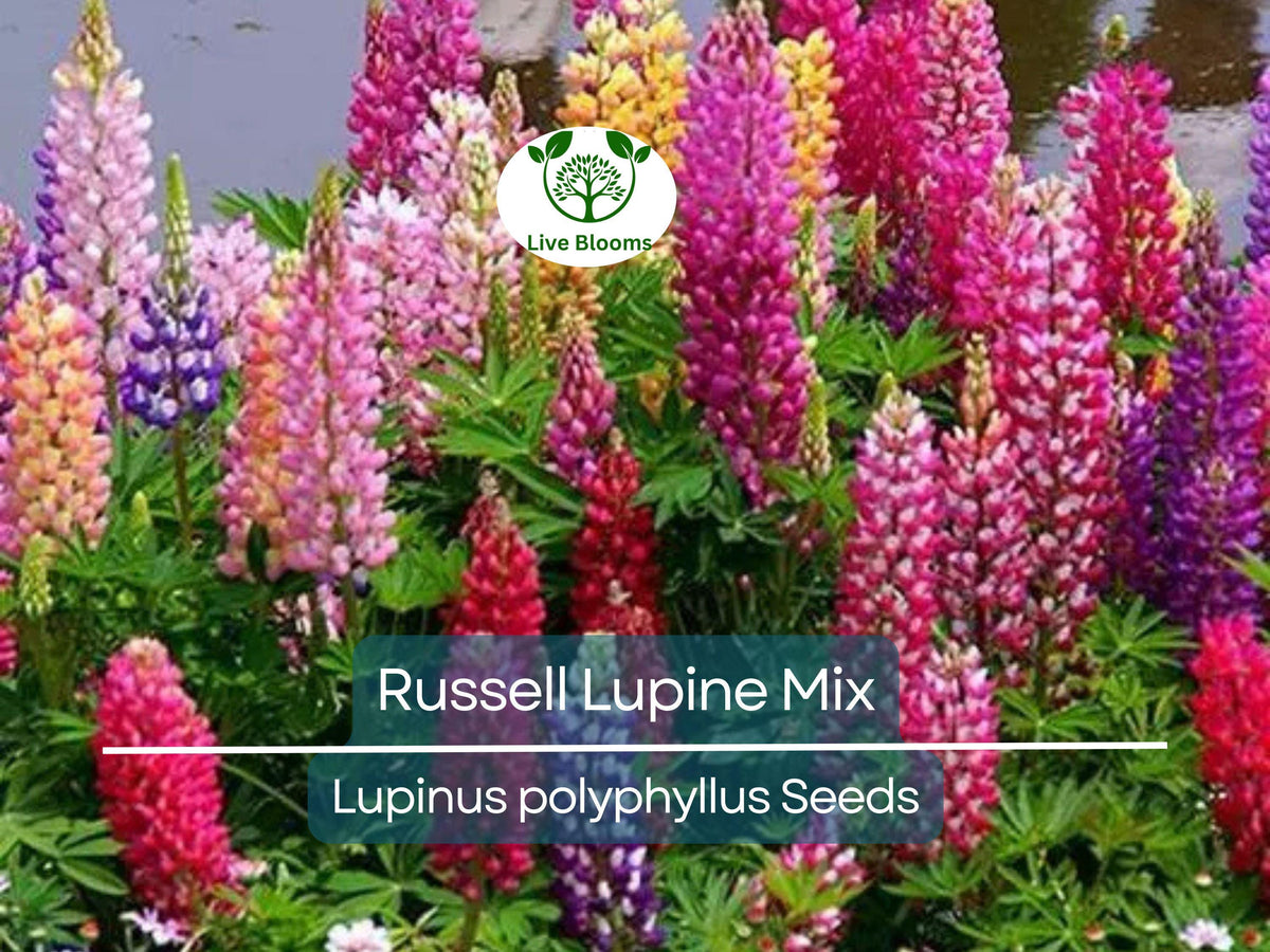 50 Seeds Russell Lupine Mixed Colors Perennial Flowers, Non-GMO, Attracts Hummingbirds & Bees, Lupinus polyphyllus