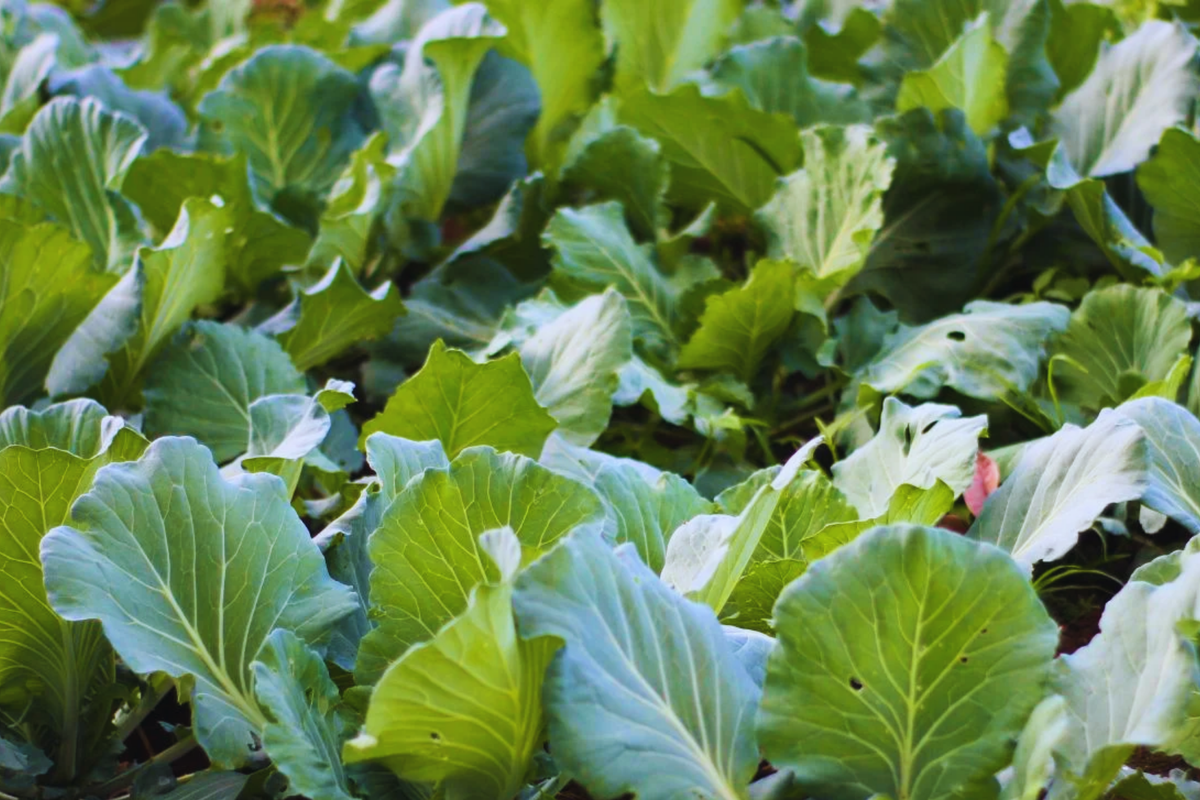 Huge Stem Gai Lan Seeds - Chinese Broccoli Big Stem Kai Lan - Brassica oleracea var. alboglabra - Fast Growing, Nutritious Greens