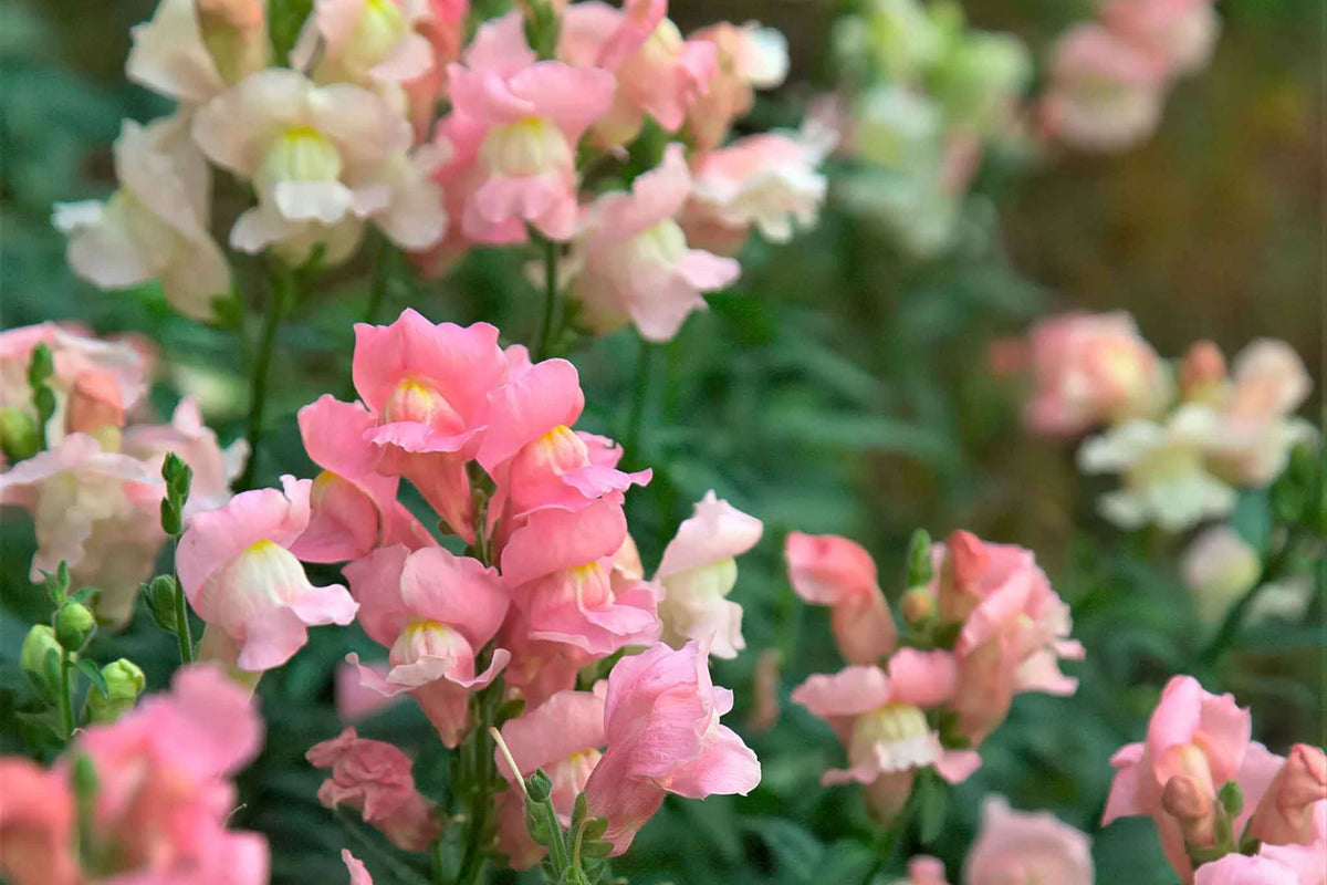Twinny Appleblossom Snapdragon Seeds - 1000+ Non-GMO Seeds - Antirrhinum majus - Vibrant Pink & White Blooms