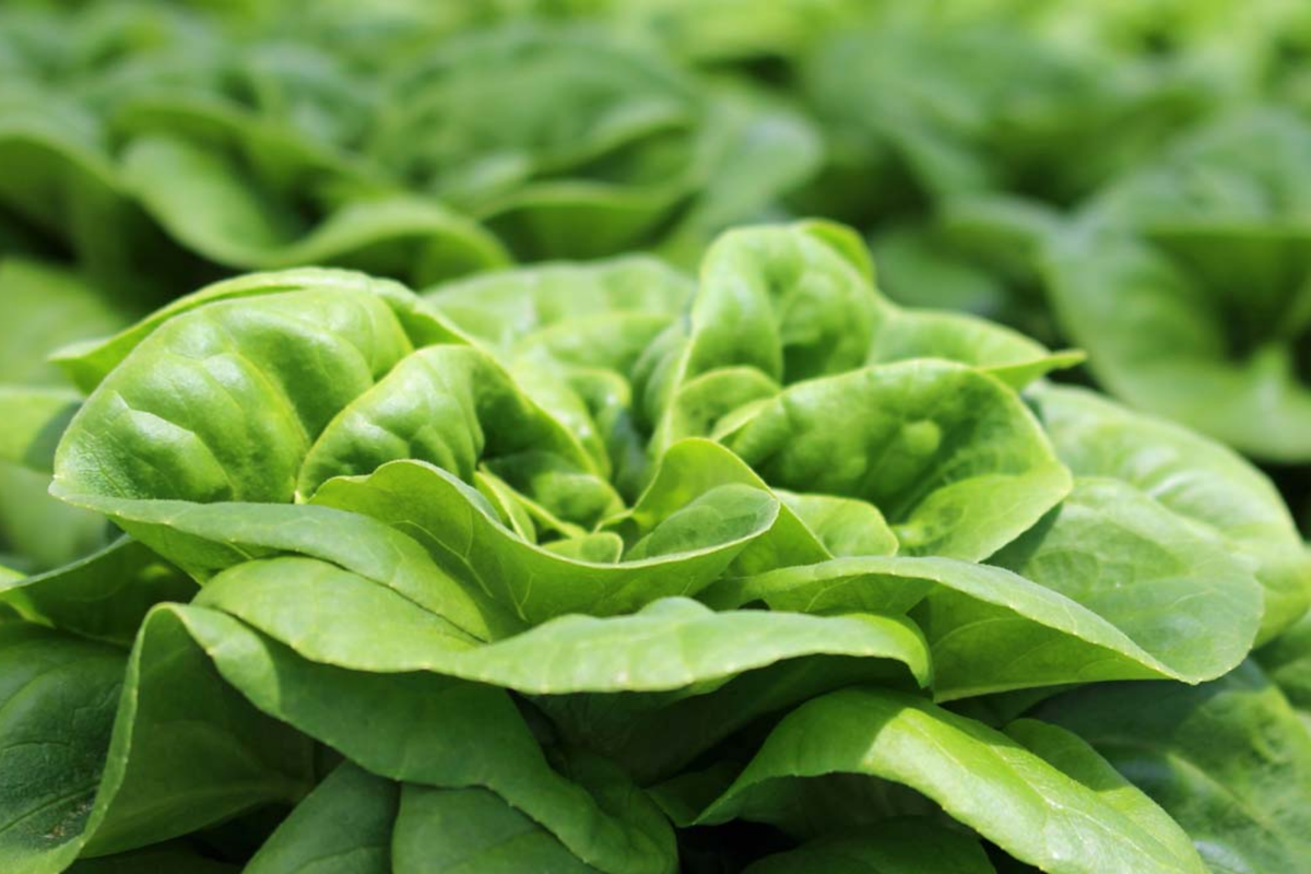 Buttercrunch Butterhead Lettuce Seeds - Early Green Variety | Lactuca sativa - Compact Growth for Easy Gardening