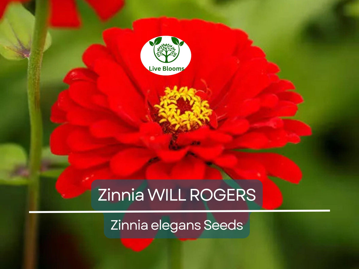 200 Seeds Zinnia WILL ROGERS Hummingbird Red, Non-GMO, Pollinator-Friendly, Zinnia elegans, Bright Red Blooms for Gardens