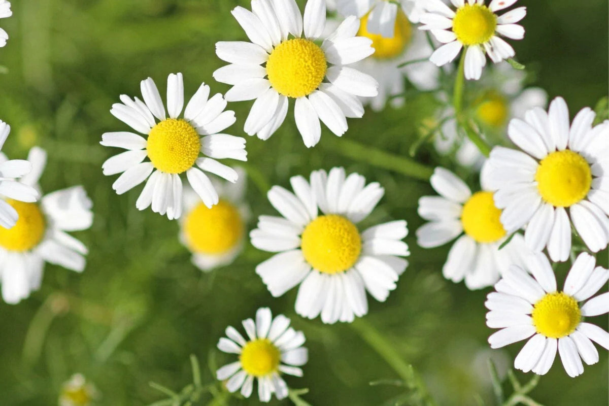Roman Chamomile Seeds | Heirloom Non-GMO | Fragrant Groundcover for Herbal Tea | Anthemis nobilis | 2000 Seeds