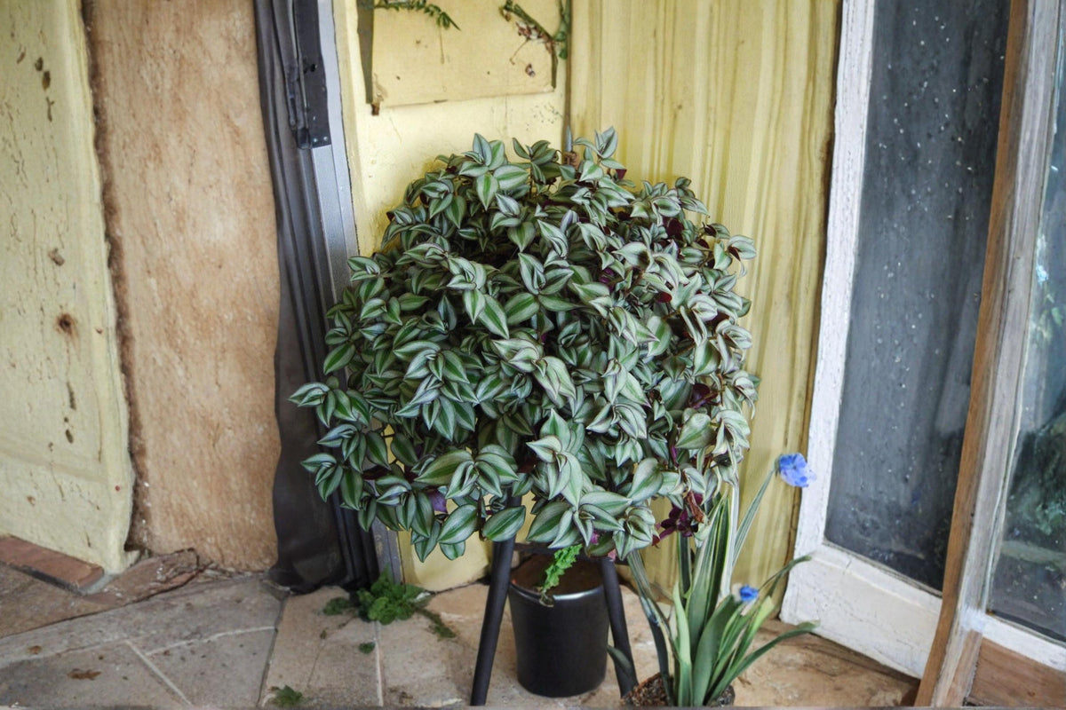 Christmas Cactus Starter Plant - Miss Shimano - Schlumbergera Truncata - Well-Rooted Indoor Cactus for Holiday Decor