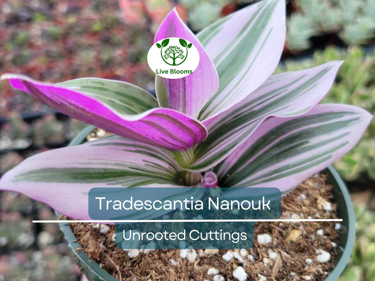 5 Unrooted Cuttings Tradescantia Nanouk Rare Pink Wandering Jew Stunning Foliage Easy to Propagate Indoor Houseplant