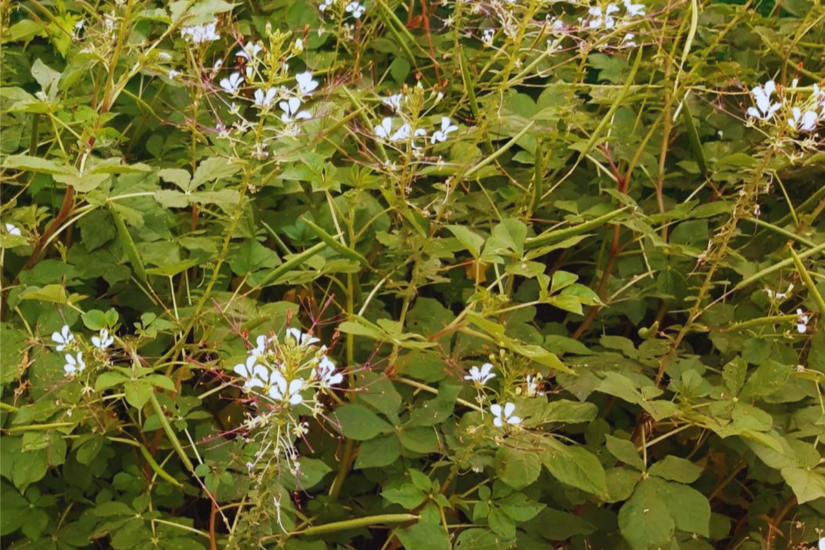 Wild Spider Flower Seeds - Non-GMO Thai Cleome, Cleome Gynandra, PhakSian Variety - Pollinator-Friendly Garden Seeds