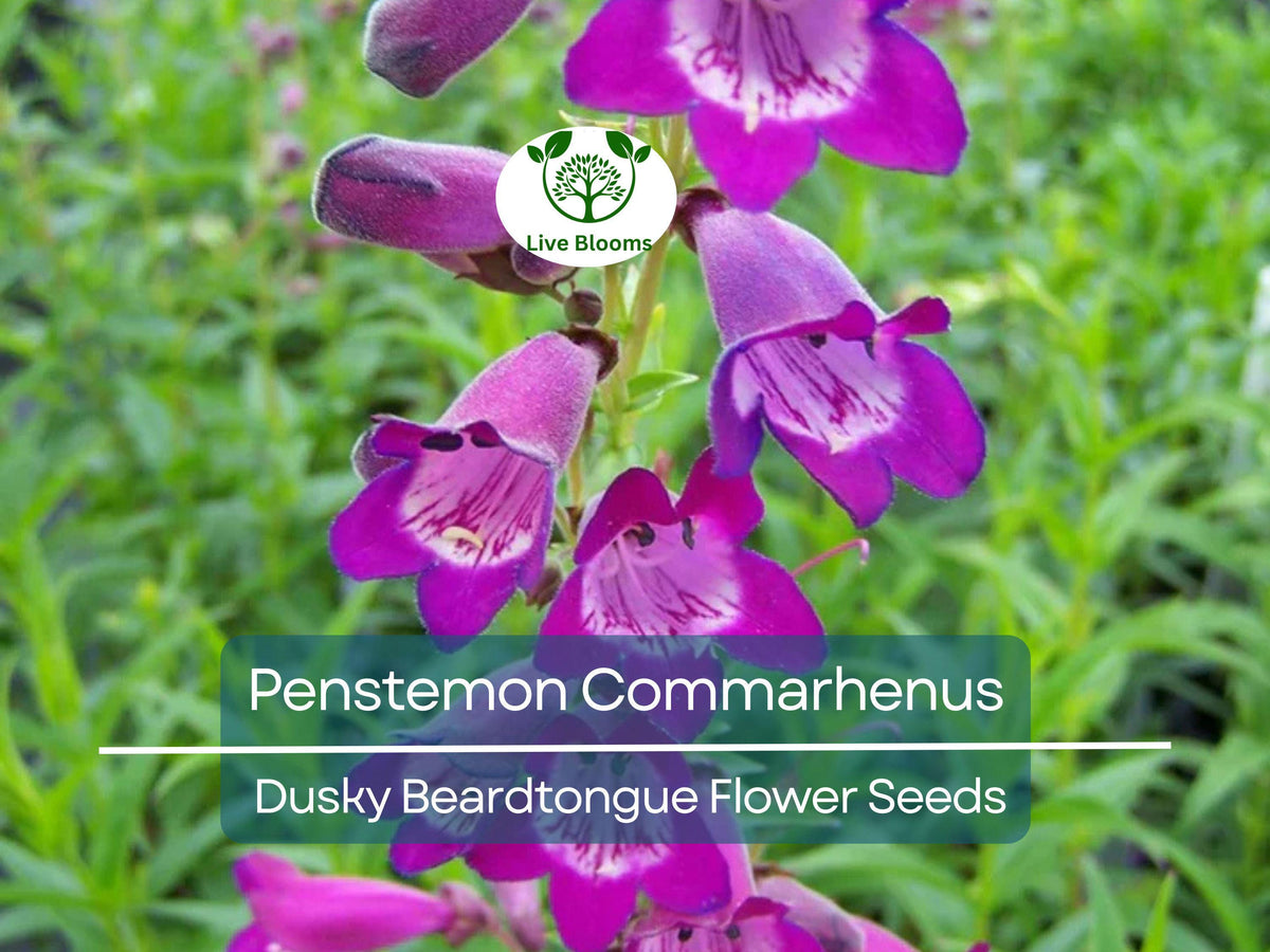 100 mg Seeds Penstemon Commarhenus | Dusky Beardtongue | Native Perennial Wildflower for Pollinator Gardens