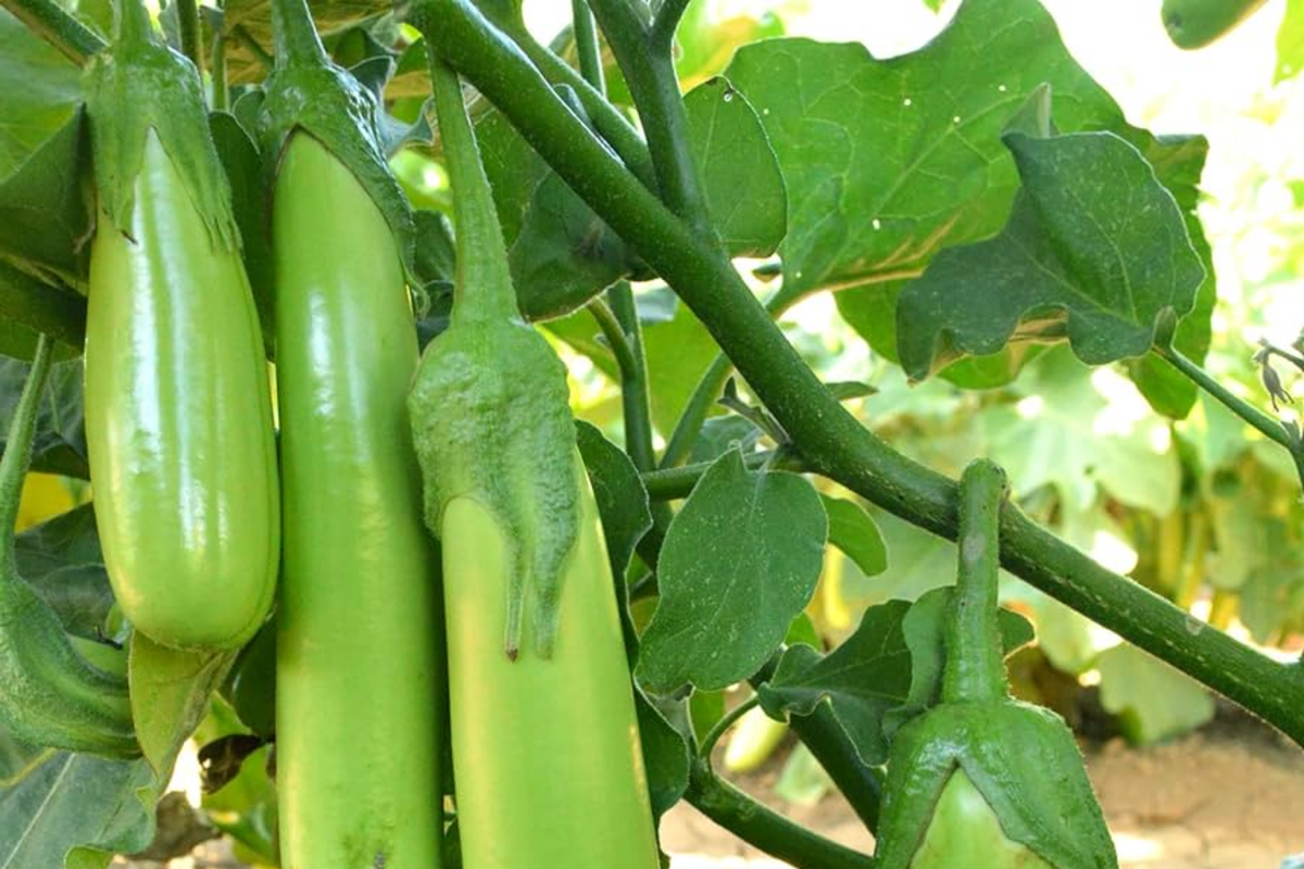 Thai Long Green Eggplant Seeds - Heirloom Vegetable Seeds, Solanum melongena, Green Long Aubergine for Home Gardens
