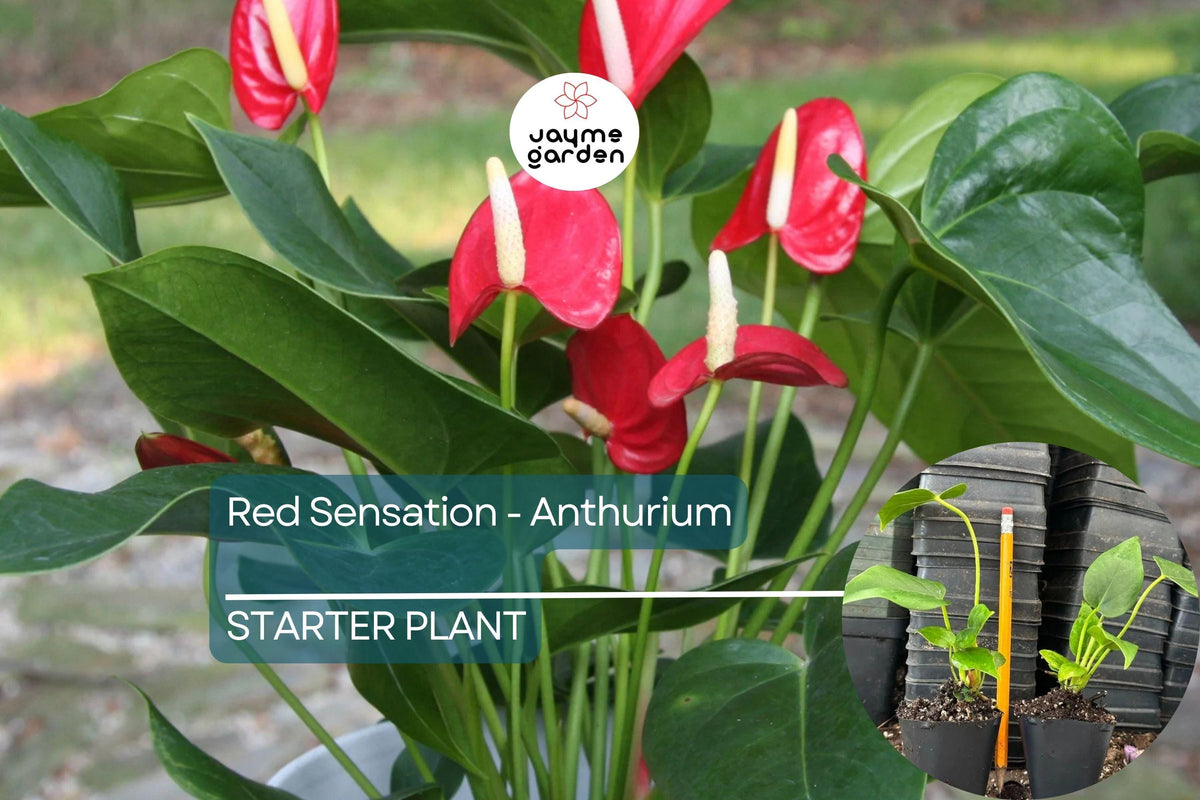 Christmas Cactus Starter Plant - Miss Shimano - Schlumbergera Truncata - Well-Rooted Indoor Cactus for Holiday Decor