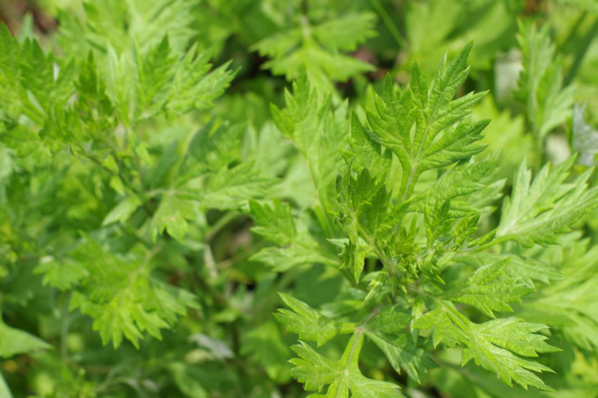 Mugwort Seeds - Medicinal Culinary Perennial Herb - Artemisia vulgaris - Aromatic Silvery-Green Leaves for Home Garden