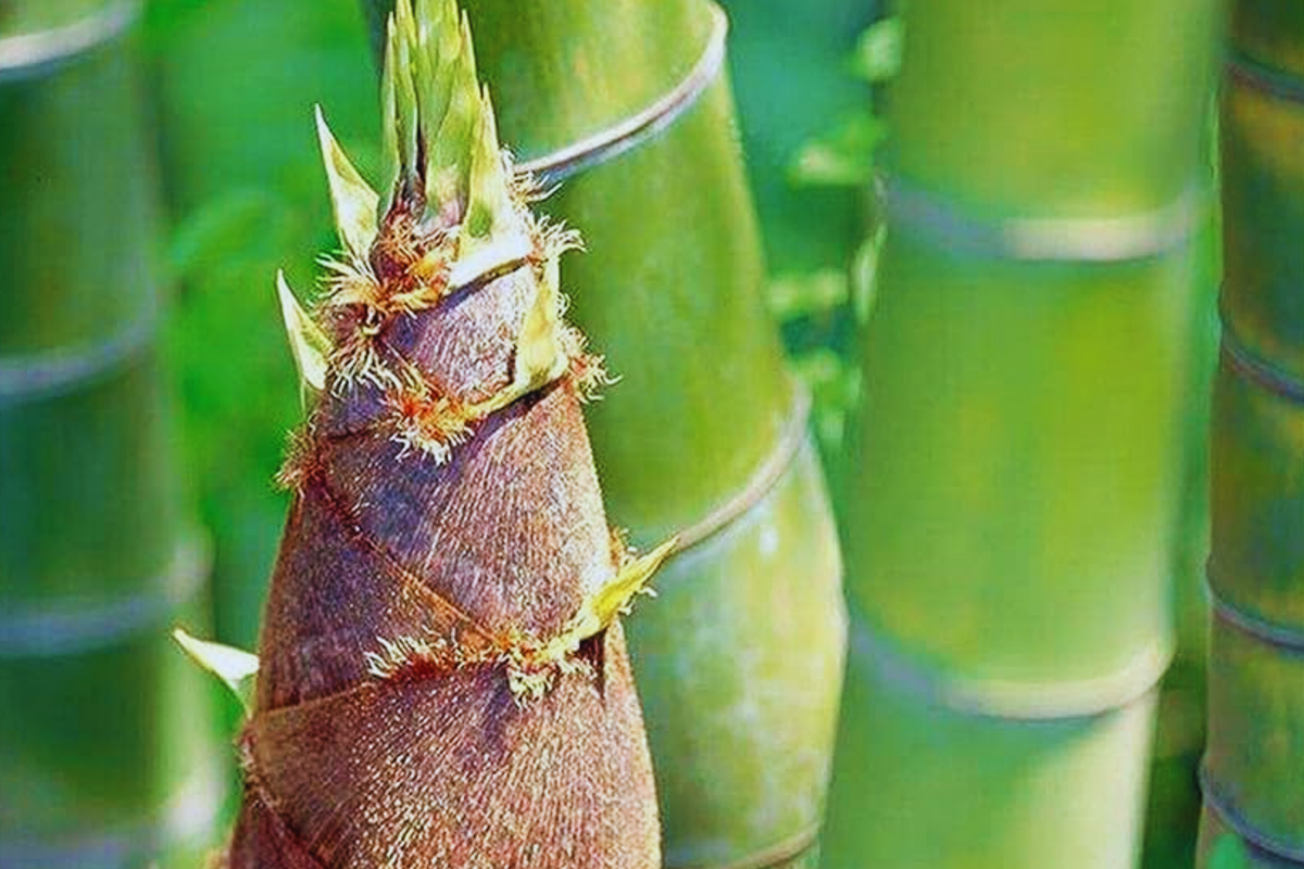 Giant Moso Bamboo Seeds | Non-GMO Edible Shoots | Phyllostachys edulis | Fast-Growing Evergreen Garden Plant
