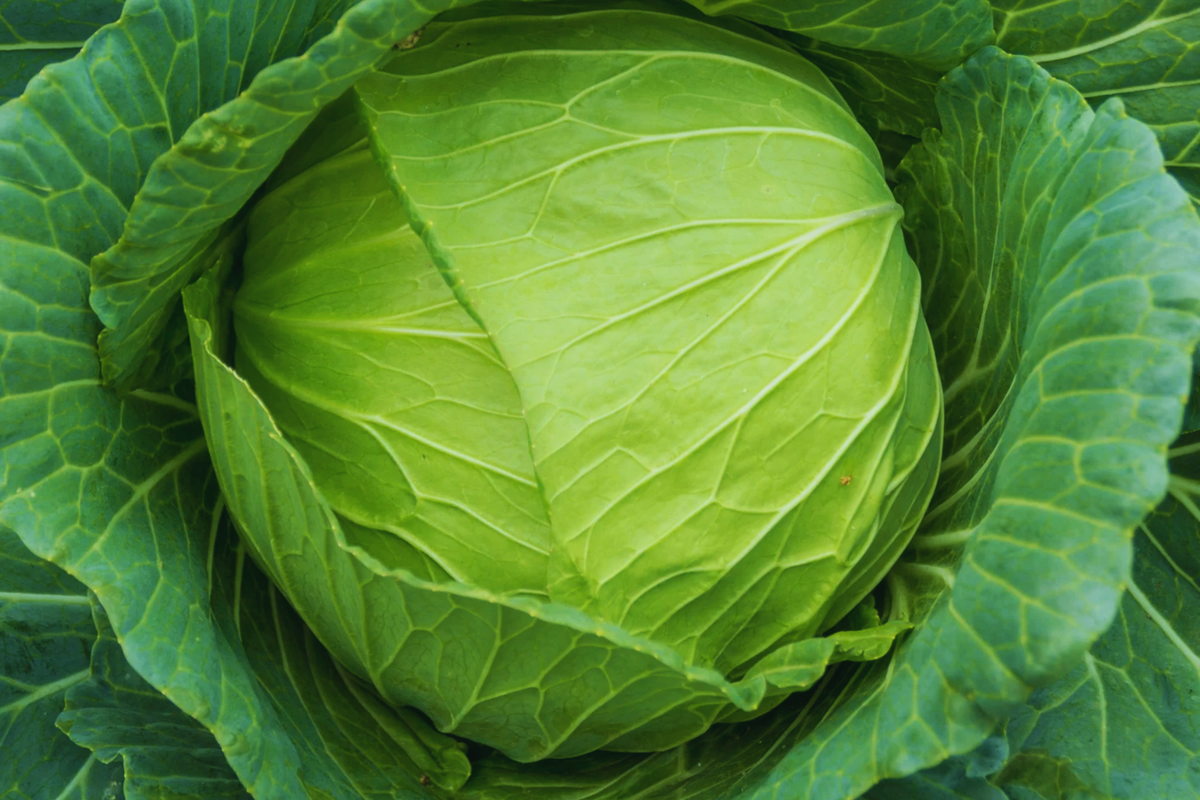 Cabbage Seeds - 200 Count - Golden Acre Non-GMO Organic - Brassica oleracea - Compact, Sweet Flavor for Home Gardens
