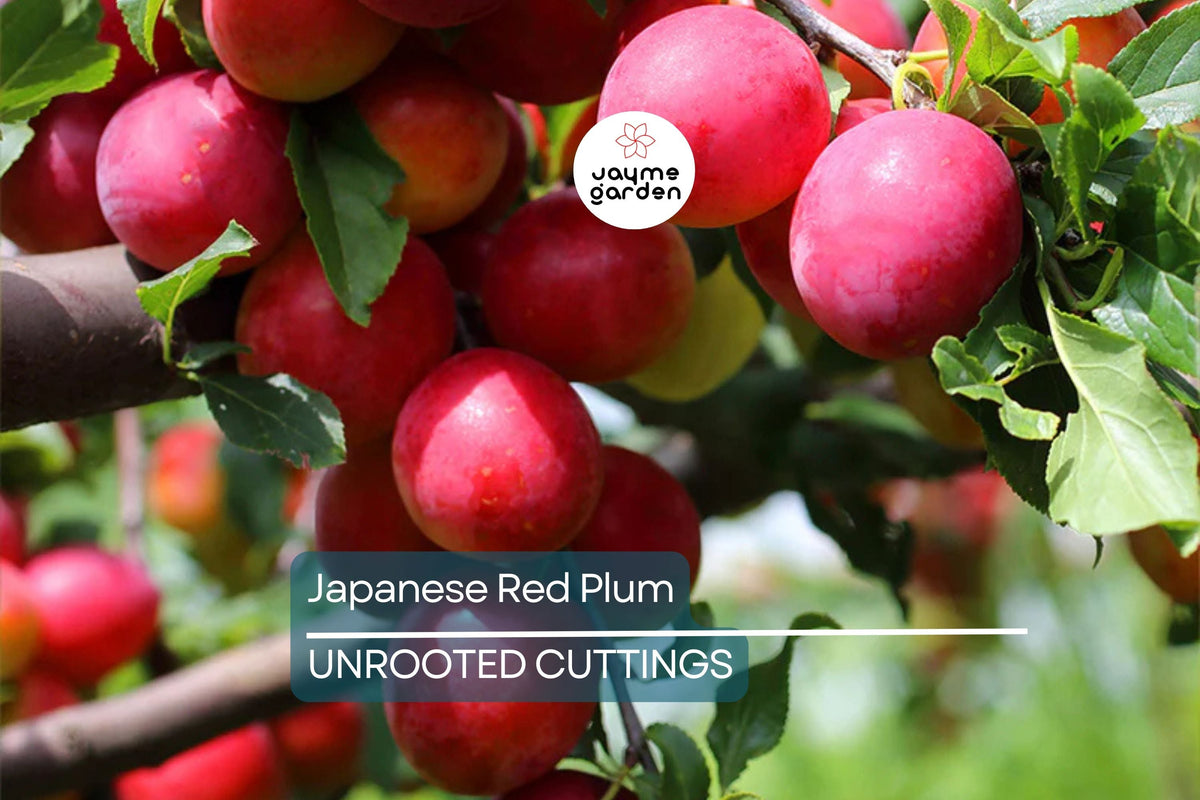 Prunus Salicina Cuttings - 4 Count - Japanese Red Plum - Deciduous Fruit Tree - White Spring Blossoms - Fruit Tree Propagation