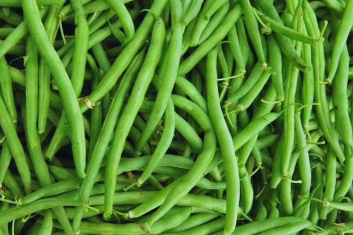 Heirloom Bean Seeds Bulk | Non-GMO Organic Legumes | Black Turtle, Pinto, Scarlet Runner | Phaseolus vulgaris
