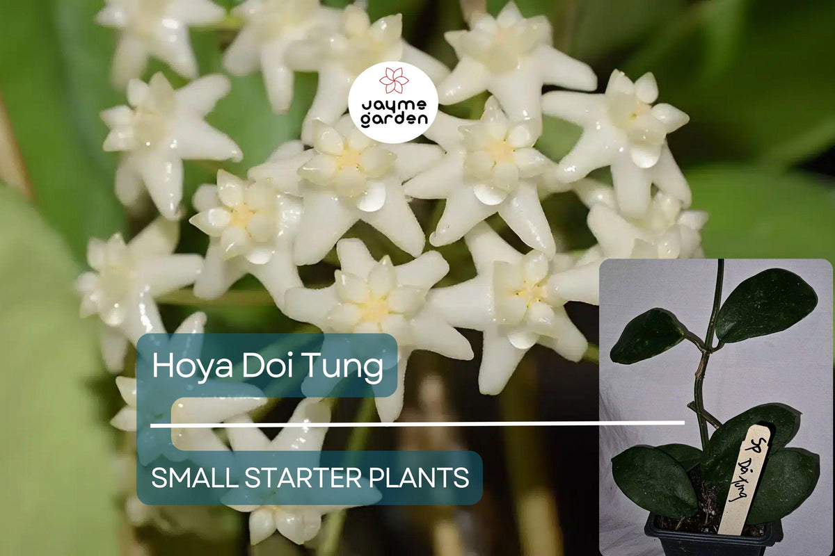 Christmas Cactus Starter Plant - Miss Shimano - Schlumbergera Truncata - Well-Rooted Indoor Cactus for Holiday Decor