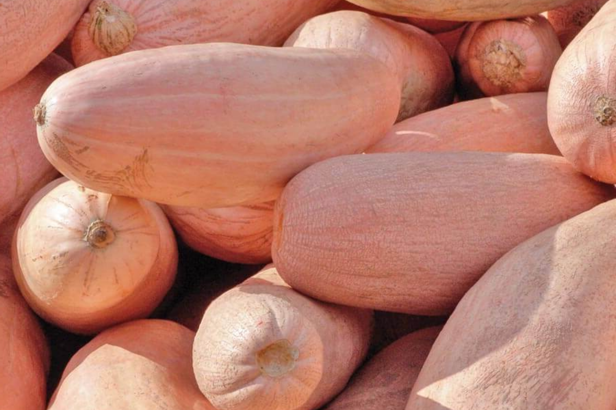Pink Banana Squash Seeds | Jumbo Mexican Banana Winter Squash | Cucurbita maxima | Sweet Flavor, Vibrant Color