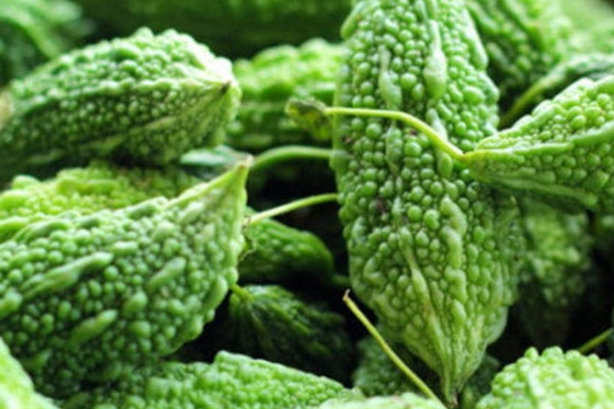 Bitter Gourd Seeds 12 Pack | Long Green Skin Bitter Melon | Momordica charantia | Easy to Grow for Home Gardeners