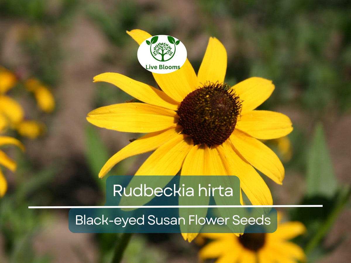 400 Seeds Black-eyed Susan Wildflower, Yellow Perennial, Rudbeckia hirta, Drought Tolerant for Garden & Landscaping