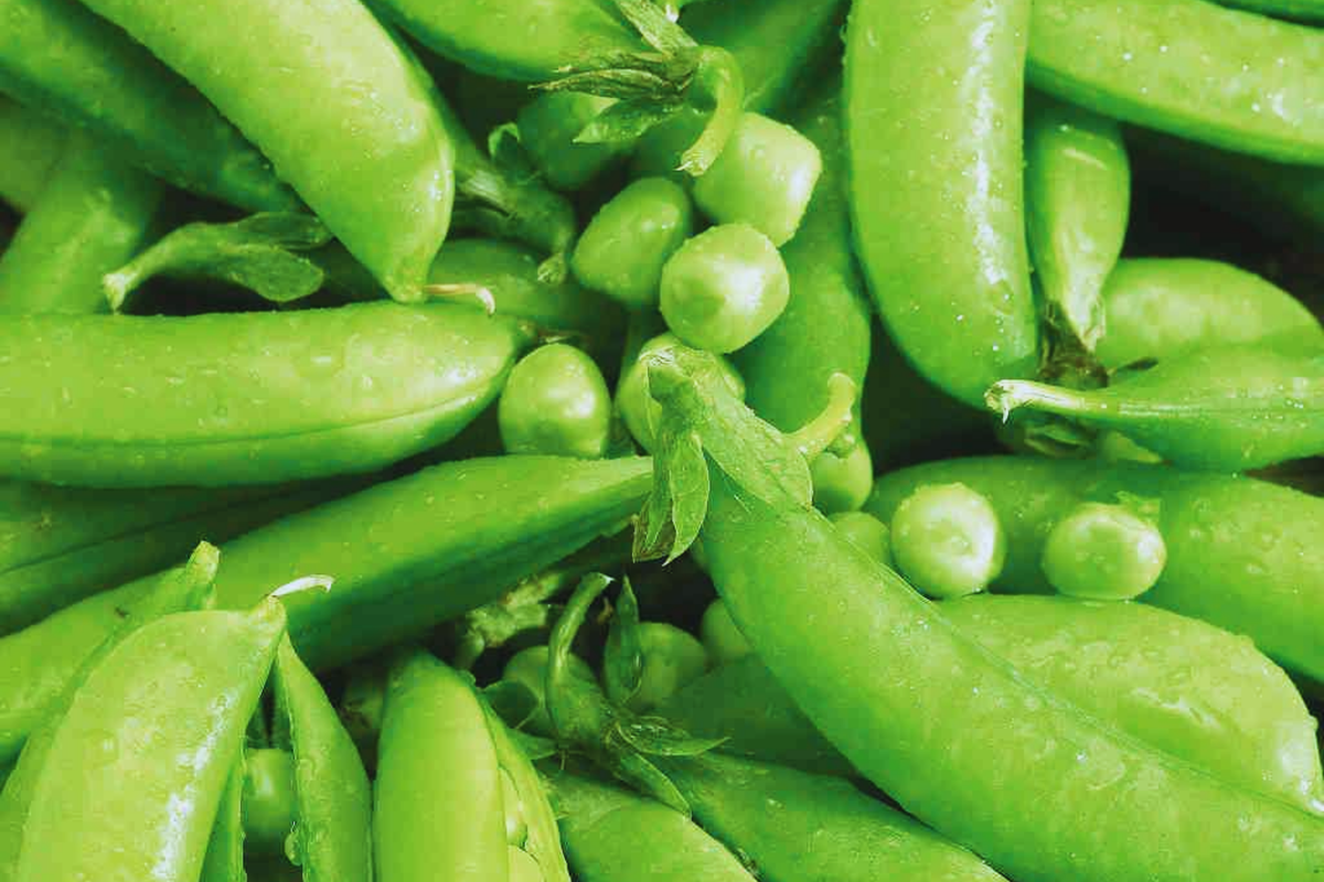 Sugar Snap Pea Seeds | Non-GMO Variety | Pisum sativum | Sweet Crunchy Pods for Home Gardening