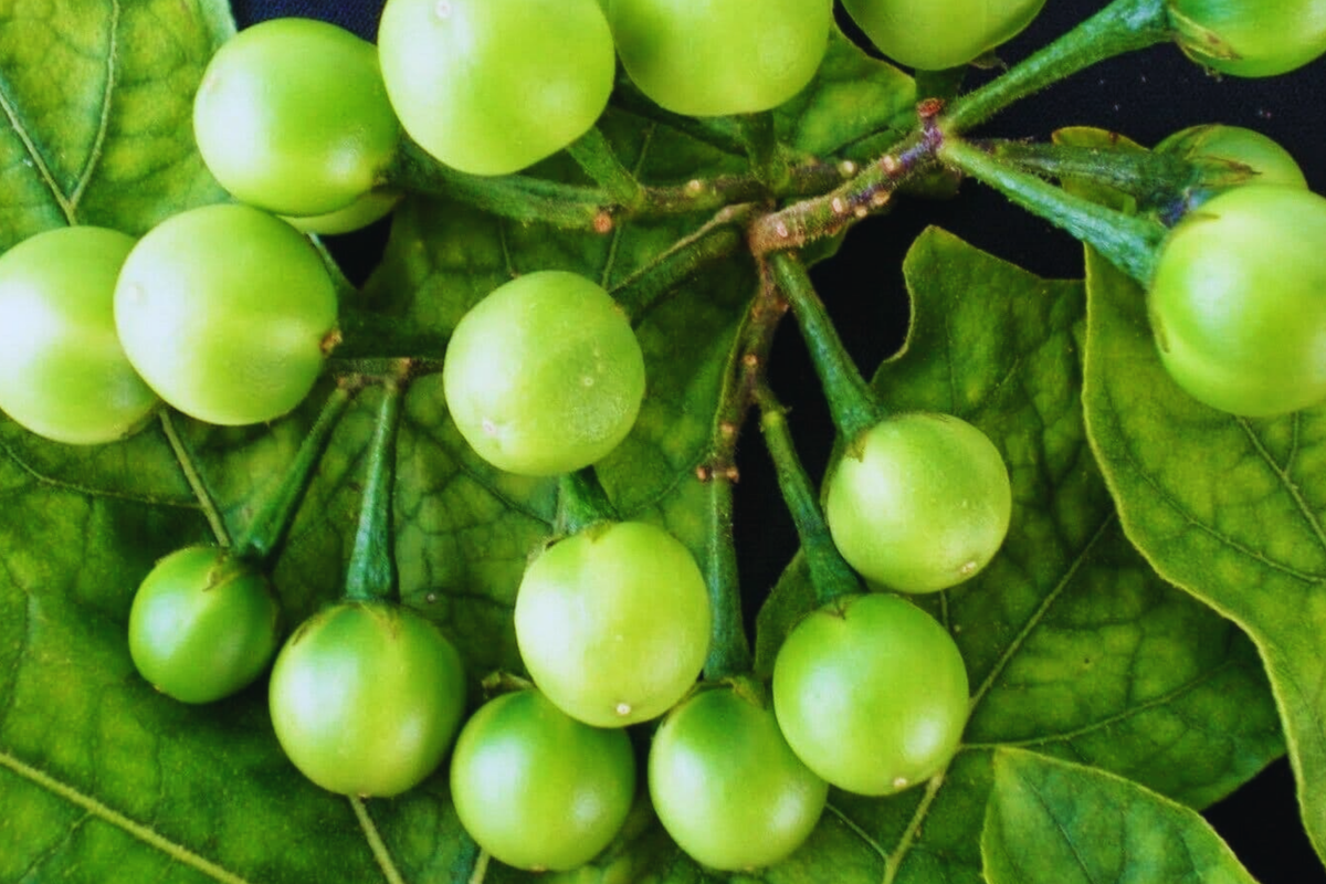 Pea Eggplant Seeds 20 Count Thai Variety Solanum torvum Brush Eggplant Turkey Berry for Home Gardening Culinary Use