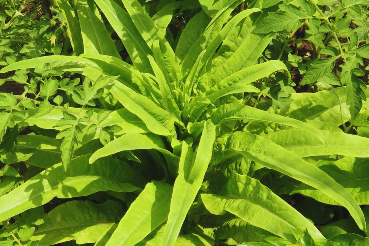 You Mai Cai Seeds | Non-GMO Indian Long Sword Lettuce | Heirloom Vegetable Seeds | Lactuca sativa | Easy to Grow