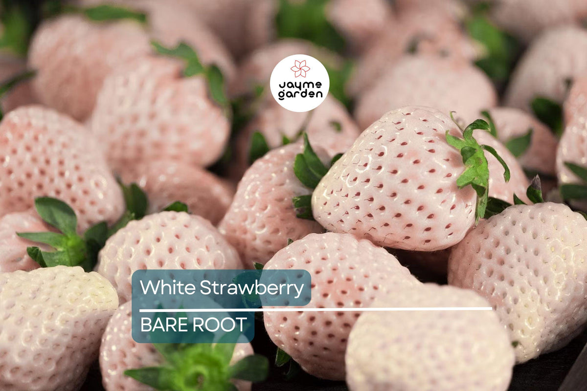 Christmas Cactus Starter Plant - Miss Shimano - Schlumbergera Truncata - Well-Rooted Indoor Cactus for Holiday Decor