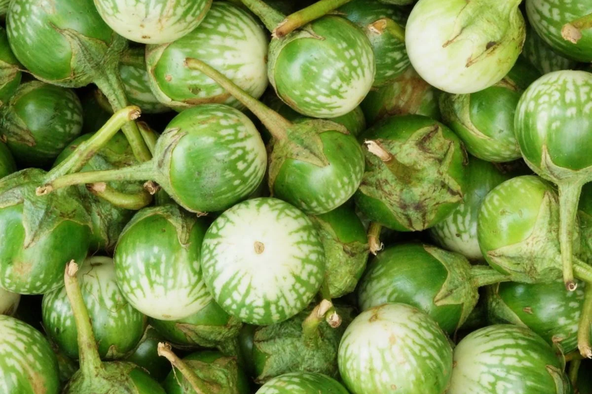 Eggplant Seeds | Green Thai & Petch Siam Varieties | NON-GMO, Organic | Solanum melongena