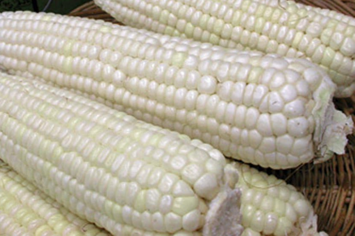 Organic Sweet Corn Seeds | Heirloom White Sticky Waxy Variety | NON-GMO | Zea mays | Perfect for Home Gardening